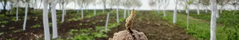 Від горішка до дерева: як виростити волоський горіх самостійно