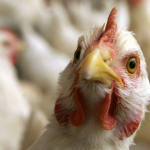 Птахоферма в Луцькому районі знову в планах: інвестор повторно подав документи