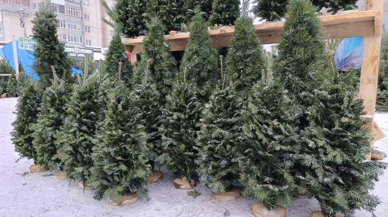 Де купити ялинки до різдвяних свят у Луцьку - перелік адрес