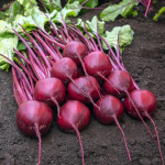 Найкращі сорти буряка для борщу і консервації: мають яскравий колір і солодкий смак