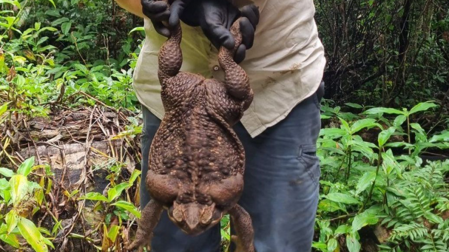 Вчені знайшли найбільшу у світі жабу-гіганта. Фото