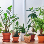 Ці вазони приносять удачу, гроші та щастя: їх обов’язково треба мати на своєму підвіконні