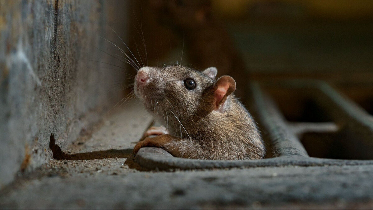 Миші в хаті: як гризуни обирають «дім» на зиму