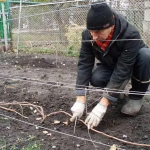 Що зробити з виноградом до грудня: повний перелік робіт перед морозами