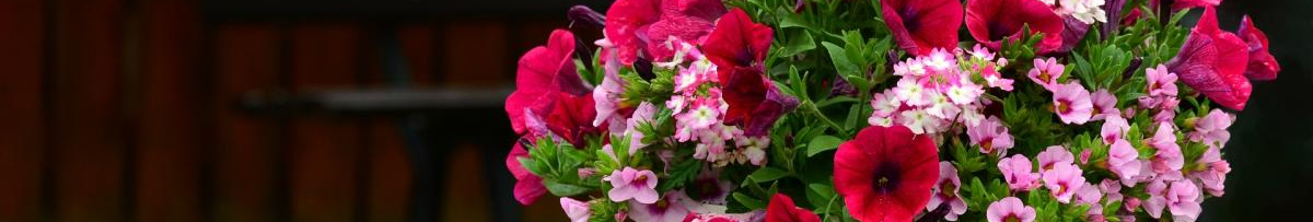 У жодному разі не викидайте квітку: як зберегти петунію до весни