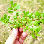 Портулак треба виводити у квітні: ефективні способи і дієві гербіциди