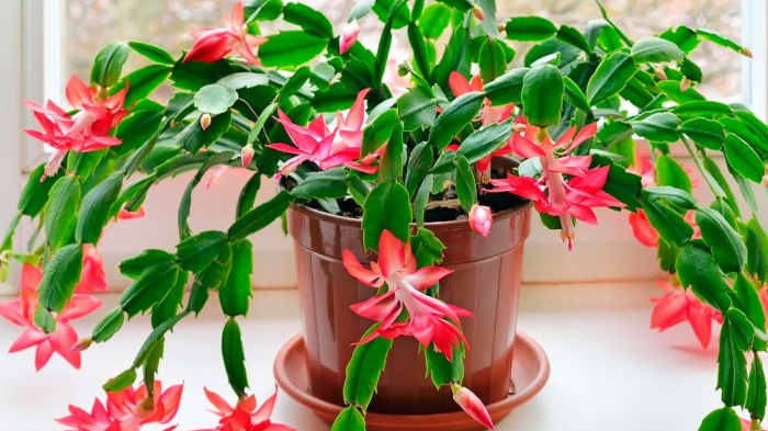 Чим підживити різдвяник, щоб він пишно зацвів до свят: дуже дієве і перевірене добриво