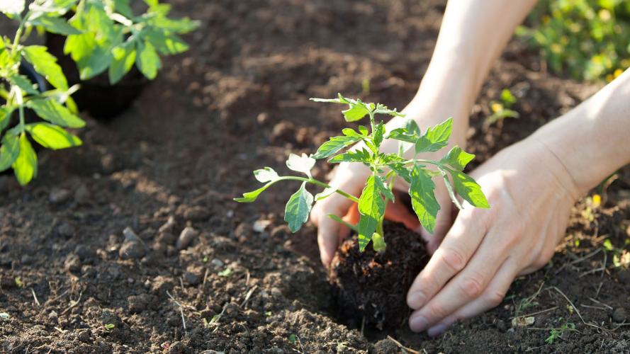 що посадити на городі у травні