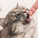 На Волині домашній кіт покусав власника, у селі запровадили карантин через сказ