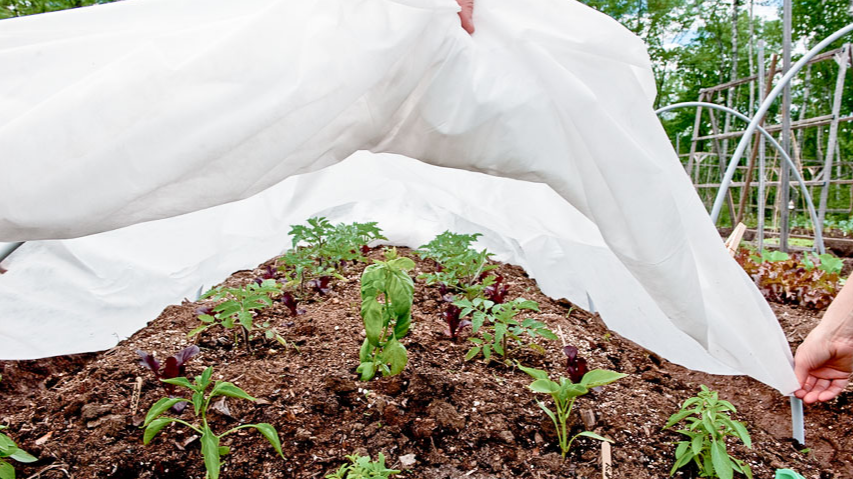 Агроволокно чи димлення: як врятувати волинський город від морозів?