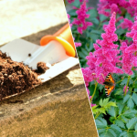 Що посадити в тіні: три рослини, які ростуть без сонця