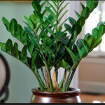 Підживіть цим доларове дерево: вазон випустить багато нових пагонів