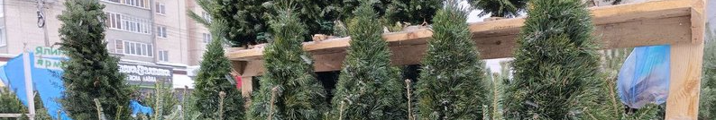 Де купити ялинки до різдвяних свят у Луцьку - перелік адрес