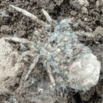 павуки на городі