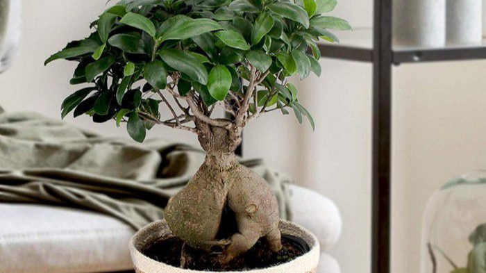 кімнатні рослини