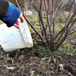 Чим підживити смородину навесні, щоб ягоди були великі та солодкі