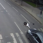 У Луцьку на пішохідному переході автівка збила жінку: з'явилося відео аварії