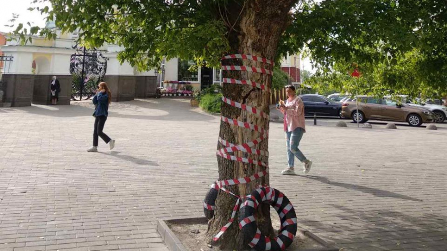 У центрі Луцька зріжуть аварійне дерево