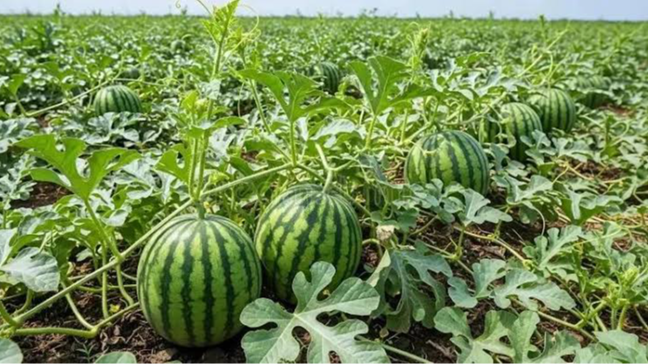 Чи треба пасинкувати кавуни у липні: як це робити, щоб отримати щедрий урожай