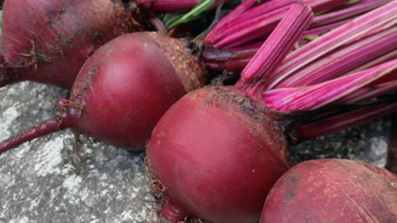 Ці сорти буряка - найсолодші і дуже врожайні: назви найкращих коренеплодів
