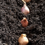 Кінець листопада - початок грудня - найкращий час для посадки озимої цибулі: сприятливі дні за місячним календарем