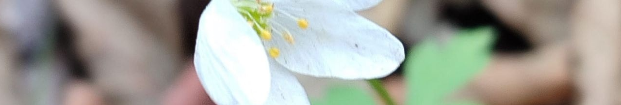 На Волині в середині грудня зацвіла анемона: науковці пояснили незвичне явище