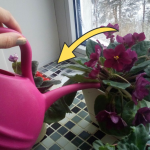 Як змусити вазони рости швидше: натуральний «коктейль», який легко зробити вдома