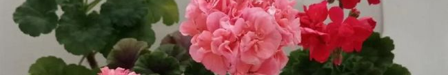 Не цвітне пеларгонія: чим підживити рослину, щоб вона розквітла взимку