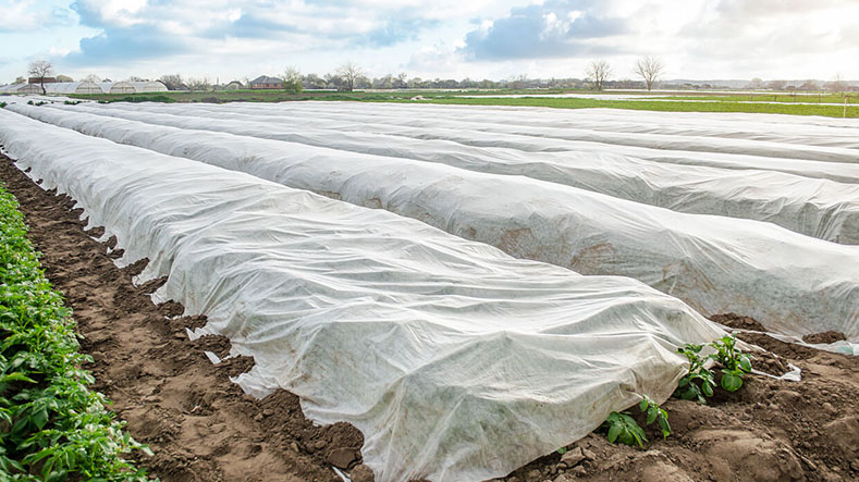 Захистит рослин від весняних заморозків