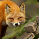 Коли на Волині розпочнуть вакцинацію диких тварин проти сказу