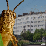  Сарана в Україні: чи дійде шкідник до Волині