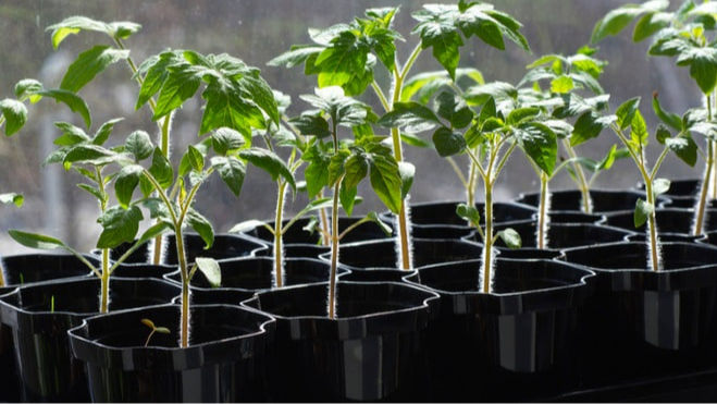 Які сорти томатів та перцю найкраще підходять для волинського клімату?