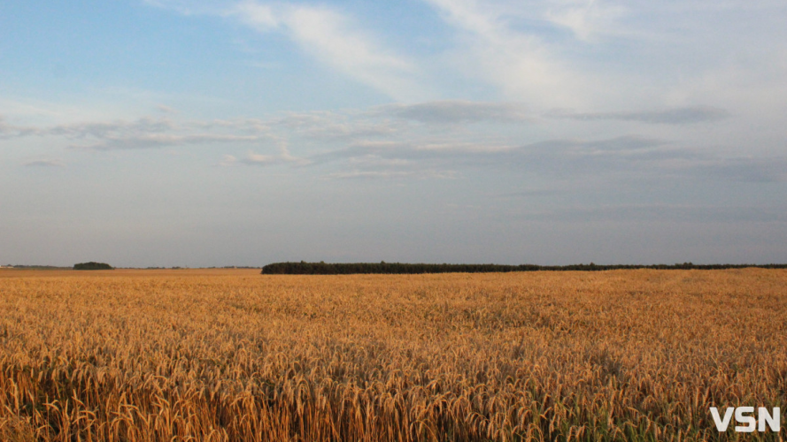 Що сіяти на Волині: найприбутковіші культури 2026 року