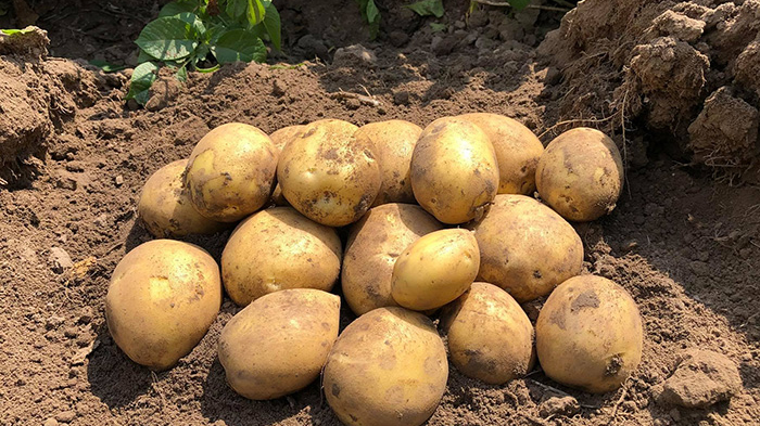 Ніколи не садіть картоплю після цих культур: не буде врожаю