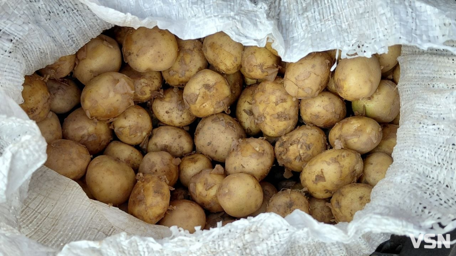 Скільки коштує молода картопля на ринку у Луцьку?