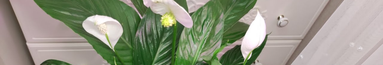 Замість «нещасних» квіточок – цілий оберемок квітів: чим підживити спатифілум для рясного цвітіння