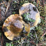 Природа дивує аномаліями: на Волині напередодні Нового року знайшли гриби