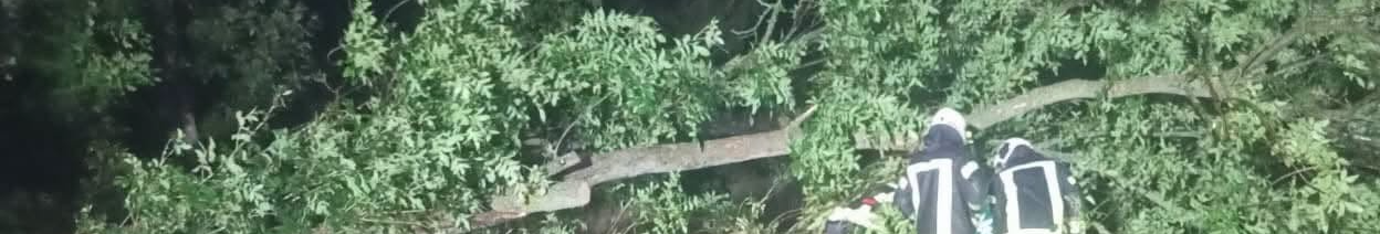 У Луцькому районі негода повалила дерева