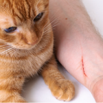 Волинянку на кладовищі вкусило бездомне кошеня, жінка померла від сказу