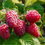 вирощування малини