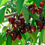 Підживіть цим черешню під час цвітіння: врожай буде таким, що не знатимете куди дівати