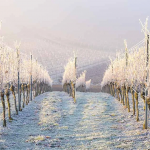 Як правильно укривати коріння винограду – три перевірені способи