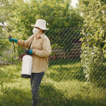 Забудете про червиві сливи: ефективна схема обробки саду