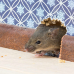 Весна на носі: як захистити дім від мишей і щурів