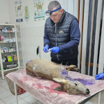 На Волині хижаки покусали козулю - тварину врятували перехожі