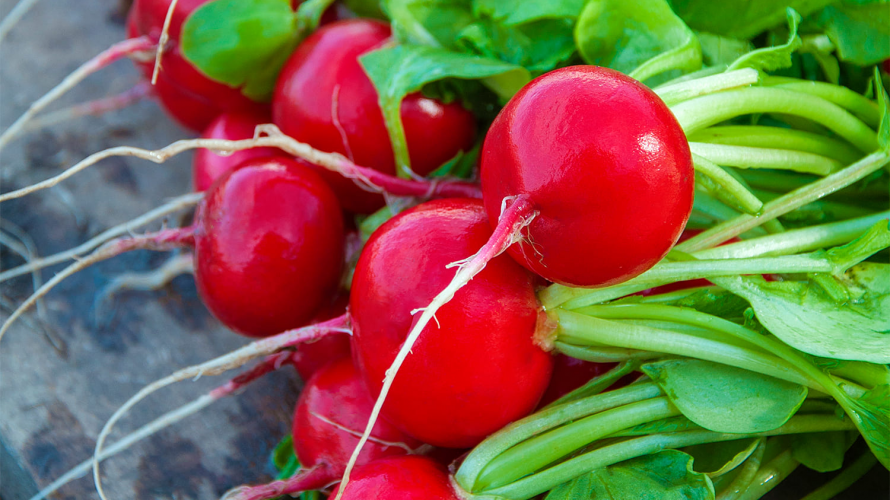 Один простий розчин — і редиска росте як на дріжджах