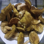 У лісах на Волині навіть у грудні збирають гриби