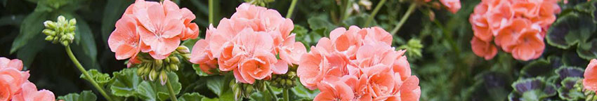 2 таблетки під корінь — і пеларгонія оживе: чим підживити калачики восени