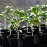 У чому обов’язково треба замочити насіння помідорів перед висіванням: отримаєте дуже ранні сходи