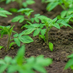 Перші 48 годин вирішальні: як уникнути «завмирання» розсади після висадки